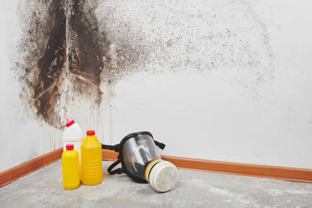 Best Mold Remediation  in Thompsonville, CT