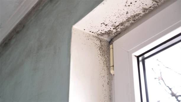 Best Mold Damage Repair  in Thompsonville, CT