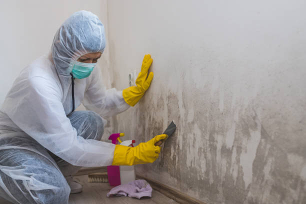 Best Fast Mold Removal  in Thompsonville, CT