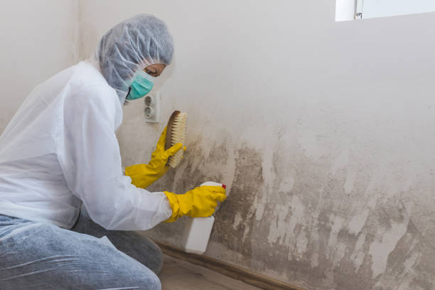 Best Local Mold Removal Service  in Thompsonville, CT