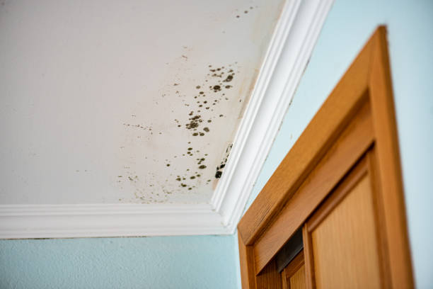Certified Mold Removal in Thompsonville, CT
