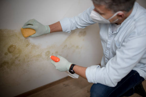 Attic Mold Removal in Thompsonville, CT