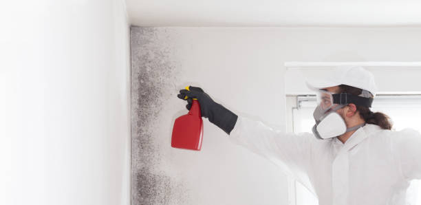 Professional Mold Removal in Thompsonville, CT