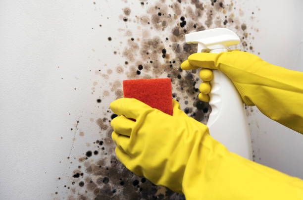 Best Black Mold Removal  in Thompsonville, CT