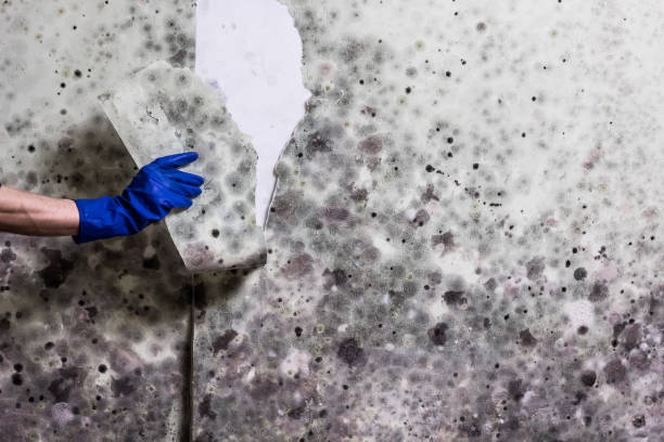 Best Attic Mold Removal  in Thompsonville, CT